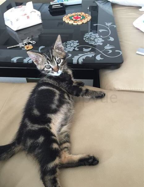 虎斑猫怎么养 虎斑猫怎么养