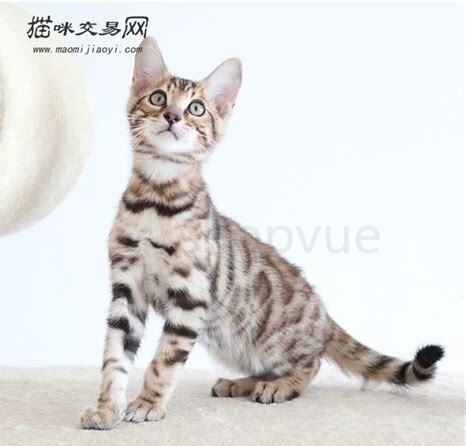 怎么养宠物猫