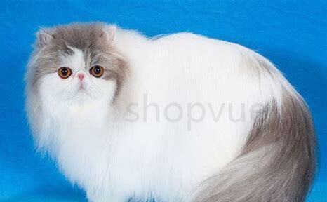 怎么养波斯猫不怕人 怎么养波斯猫不怕人