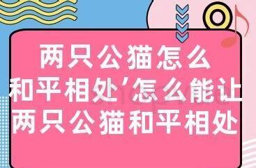 公猫怎么养