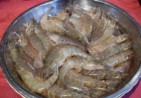 鲜虾怎么养