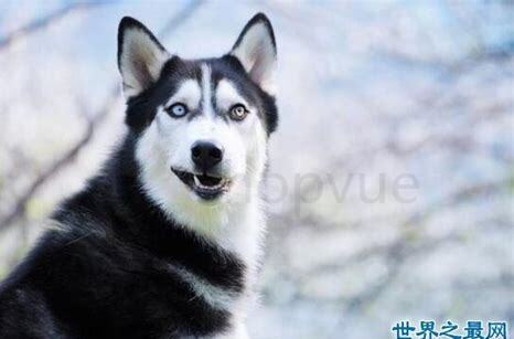 养哈士奇怎么样