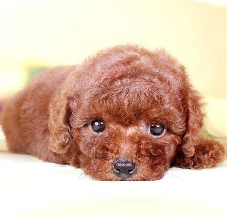 泰迪幼犬怎么养
