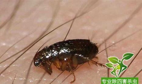 跳蚤养殖技术