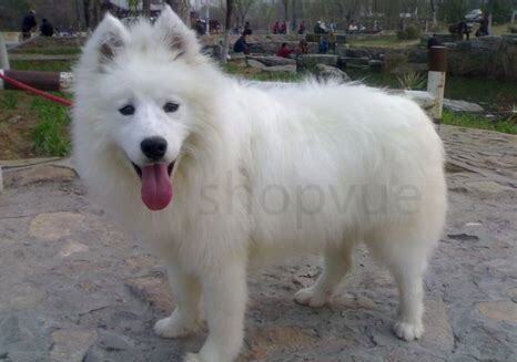 萨摩犬怎么养最好