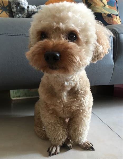 泰迪狗狗怎么养,刚怀孕还能养泰迪犬吗