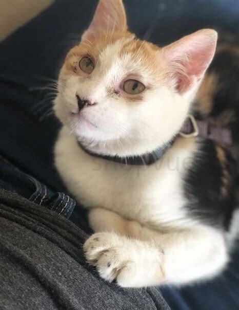 怎么养小猫咪