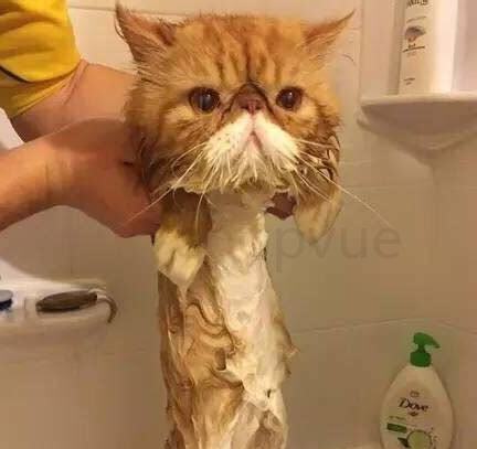 猫夏天怎么养