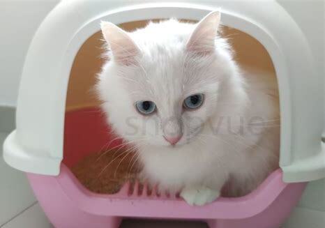 一个月小猫怎么养 一个月小猫怎么养