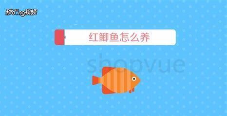 怎么养红鲫鱼