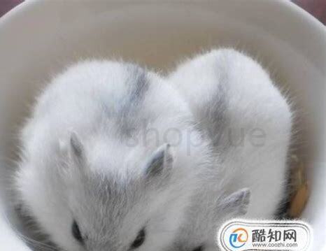 银狐仓鼠怎么养 银狐仓鼠怎么养