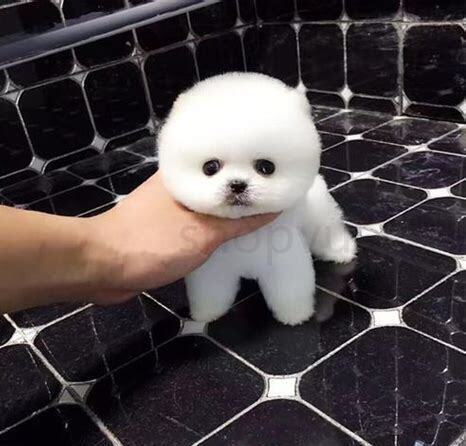 怎么养小博美