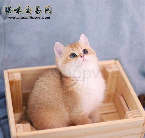猫该怎么养