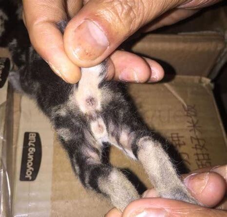 公猫怎么培养种公