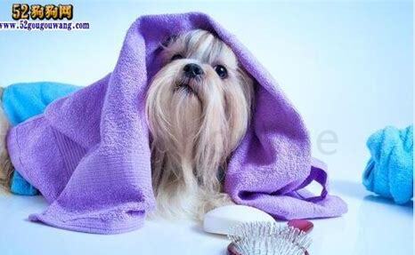 西施犬怎么养
