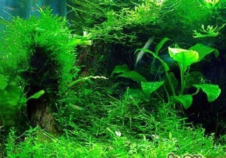 怎么养好水草