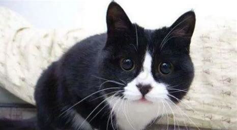 小野猫怎么养