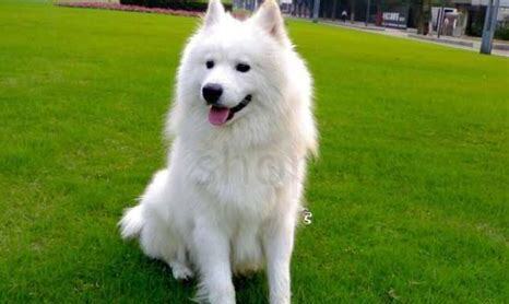 萨摩犬怎么养