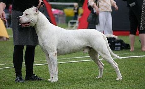 杜高犬怎么养