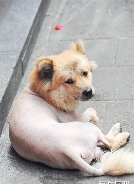 怎么养流浪狗