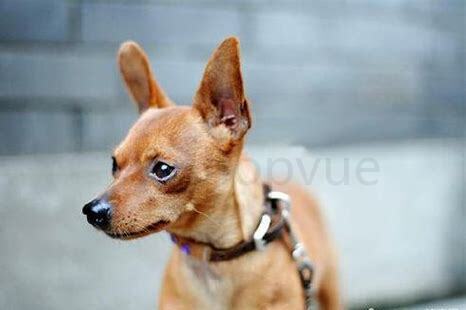 为什么不建议养小鹿犬
