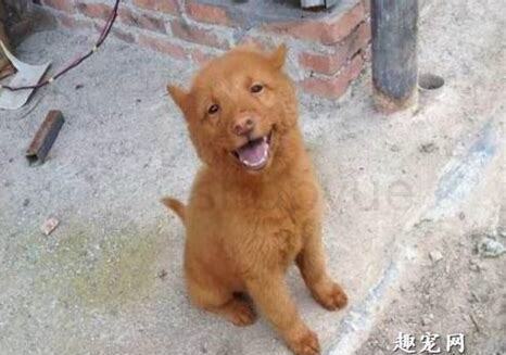 红犬怎么养