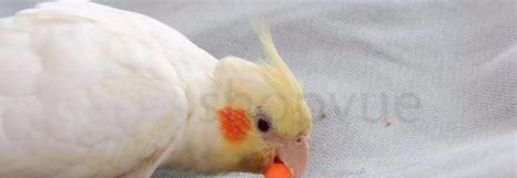 鱼怎么养吗 鱼怎么养吗
