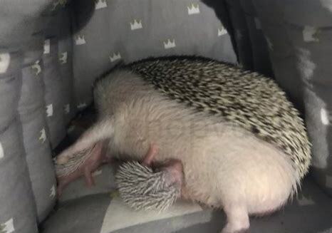 宠物刺猬怎么养