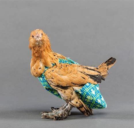 芦丁鸡怎么养 芦丁鸡怎么养