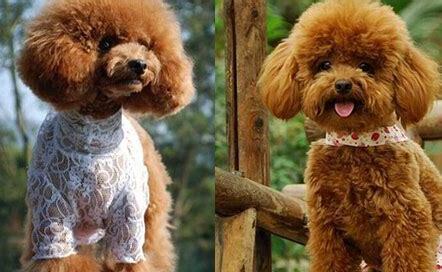 怎么养泰迪幼犬幼崽