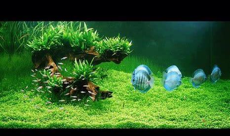 水族箱怎么养水