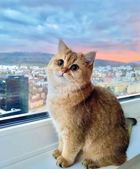怎么养渐层猫 怎么养渐层猫