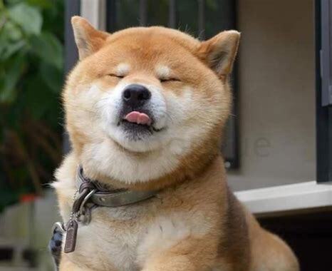 秋田犬怎么养胖
