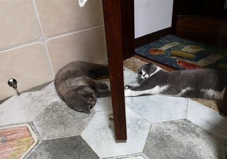 养只猫怎么样 养只猫怎么样
