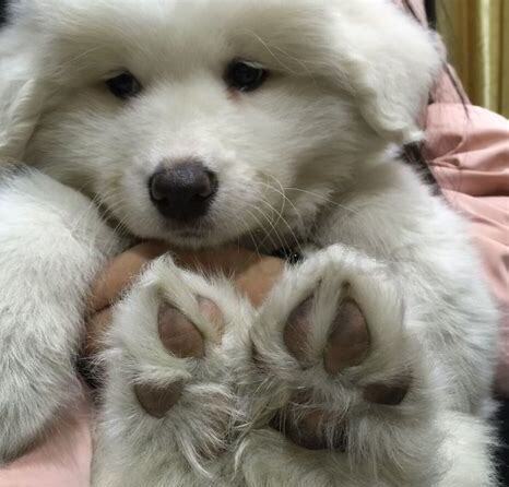 白熊犬怎么养