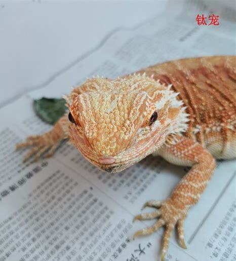 鬃狮怎么养胖
