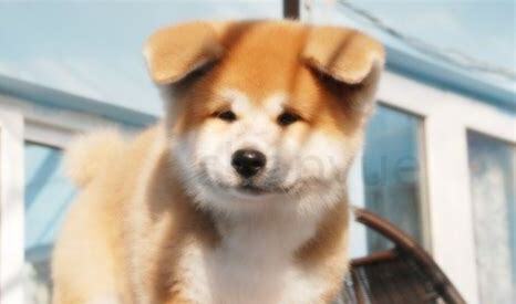 秋田犬怎么养