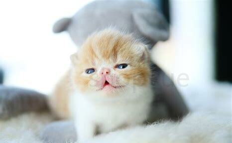 两个月小猫怎么养 两个月小猫怎么养