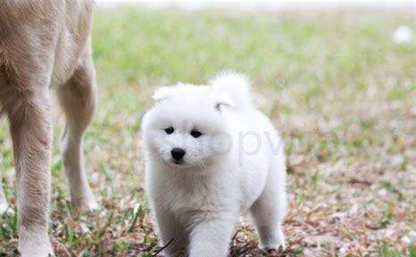 怎么养小萨摩耶犬