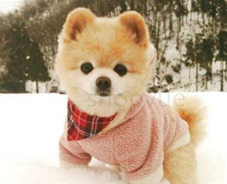 如何养俊介三个月,怎么养俊介犬