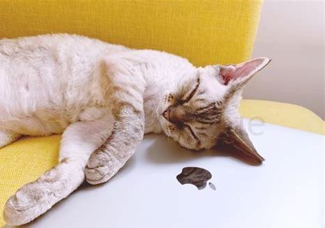 养只猫怎么样不生病 养只猫怎么样不生病