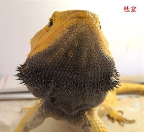 鬃狮怎么养