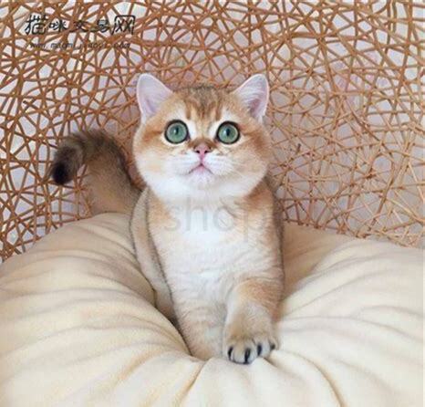 怎么养渐层猫不怕人 怎么养渐层猫不怕人