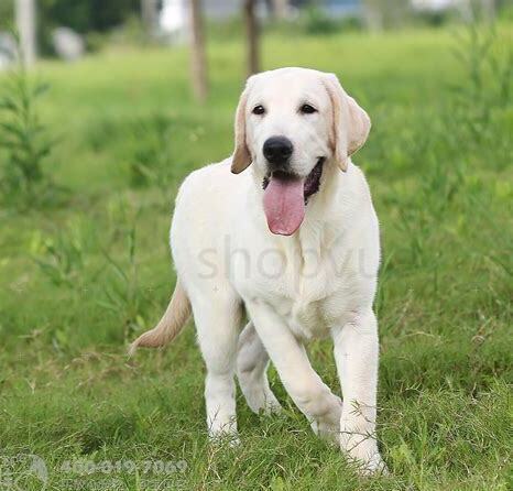 拉布拉多犬怎么养