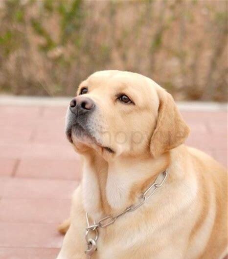 拉布拉多犬好养吗