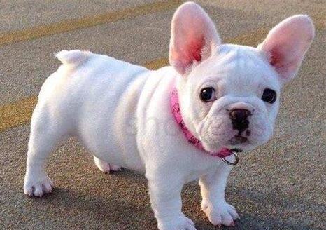 斗牛幼犬怎么养