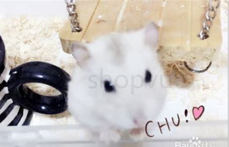 仓鼠布丁怎么养比较好