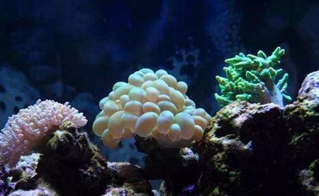海水珊瑚怎么养
