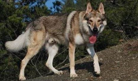 狼犬应该怎么养