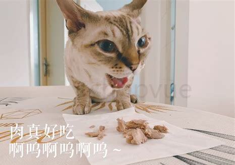 家里养猫如何养,养猫怎么养